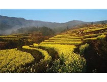 辦公室“踏青” 柯尼卡美能達(dá)彩色復(fù)印機(jī)C226把春色印給你